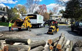 Best Tree Disease Treatment  in Wayne, MI