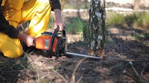 Why Choose Our Tree Removal Services in Wayne, MI?