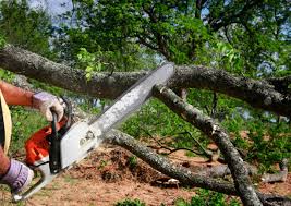  Wayne, MI Tree Services Pros