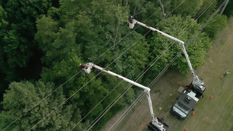 Tree and Shrub Care in Wayne, MI