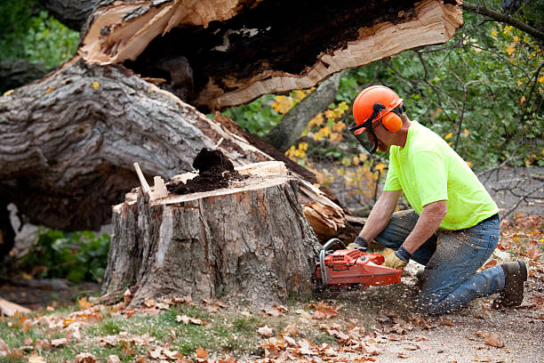 Best Tree Cabling and Bracing  in Wayne, MI