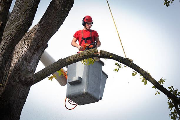 Best Arborist Consultation Services  in Wayne, MI