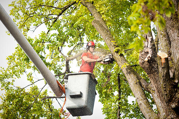 Best Tree Removal  in Wayne, MI